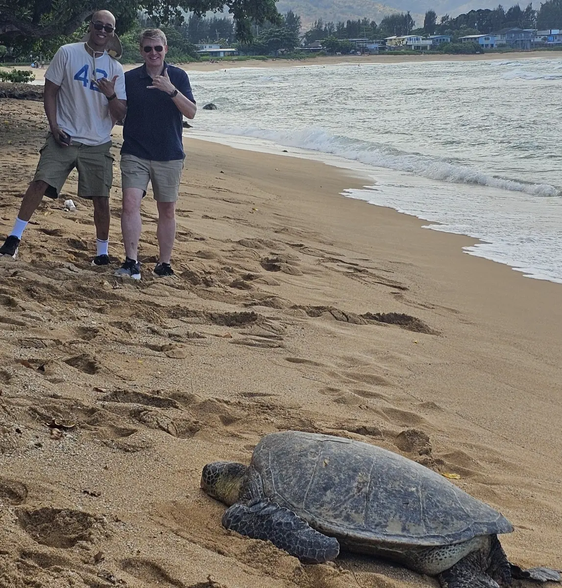 A sea turtle resting on an Oʻahu beach