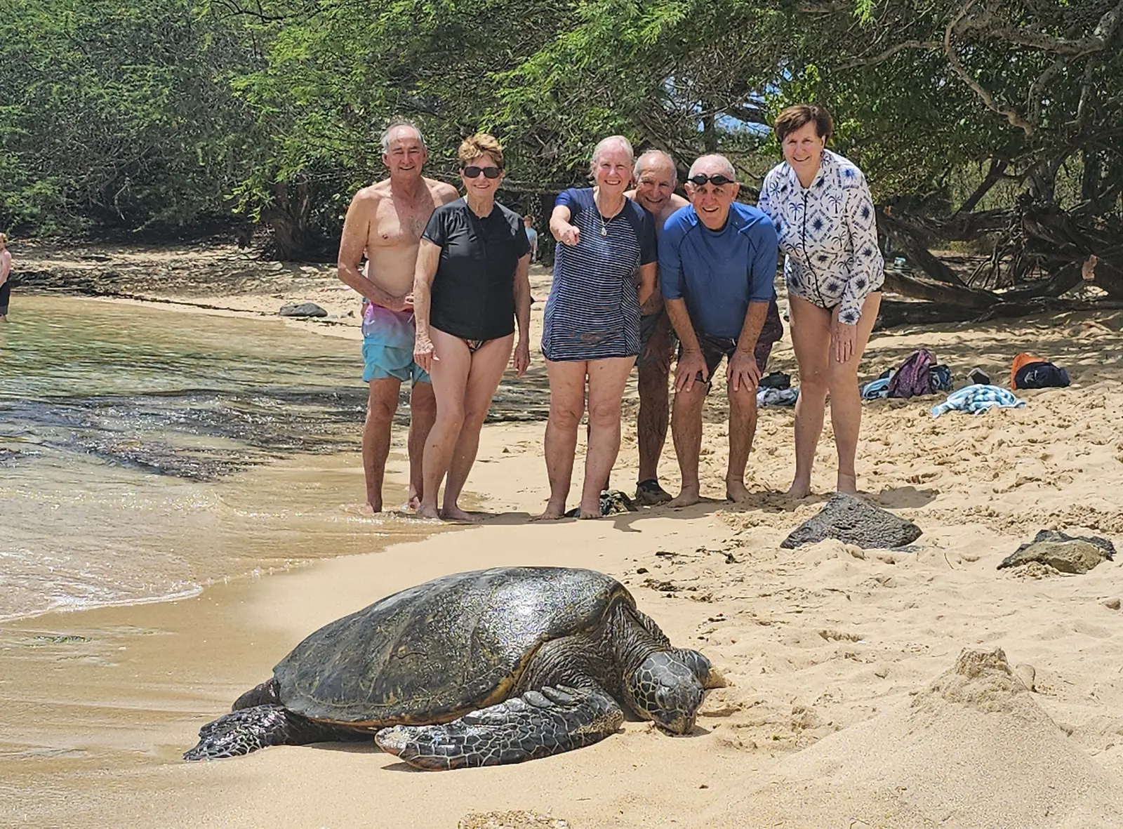 Guests viewing a Hawaiian green sea turtle from a respectful distance