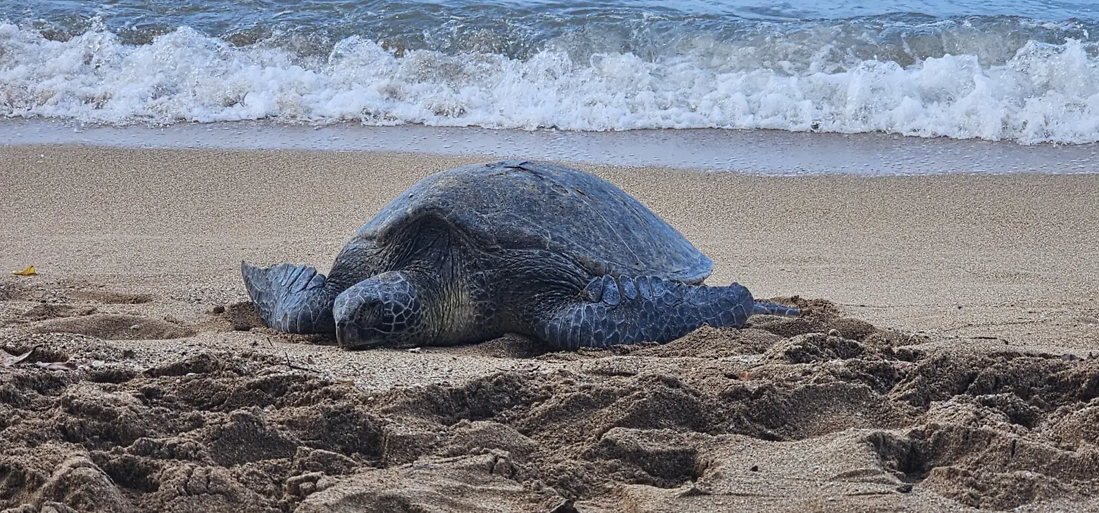 Hawaiian green sea turtle resting on an Oʻahu beach