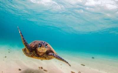 oahu beautiful adventure 1