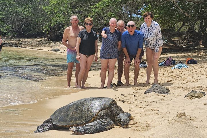 Hawaiian green sea turtle resting on an Oʻahu beach